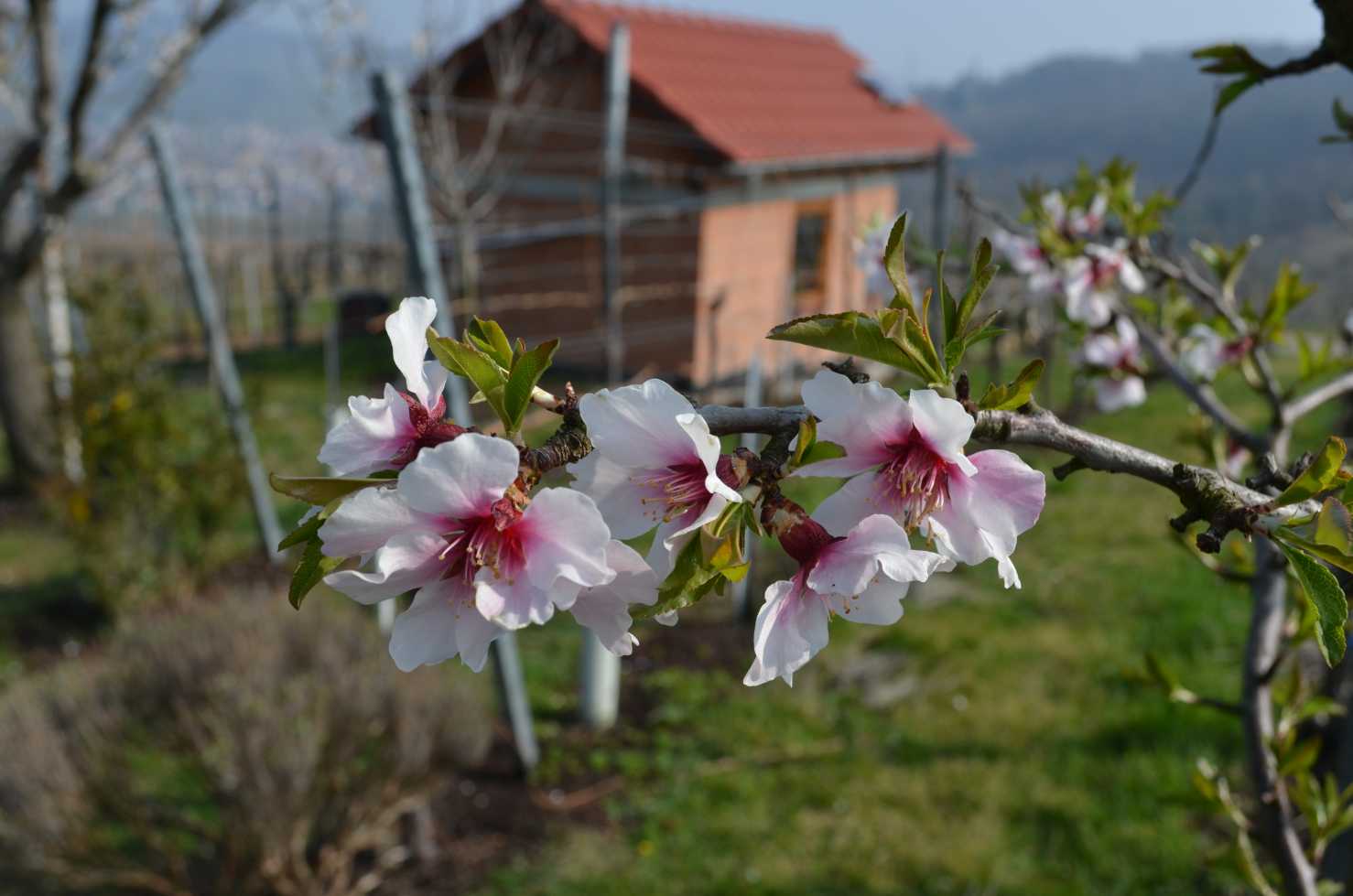 Mandelblüte im Weinberg
