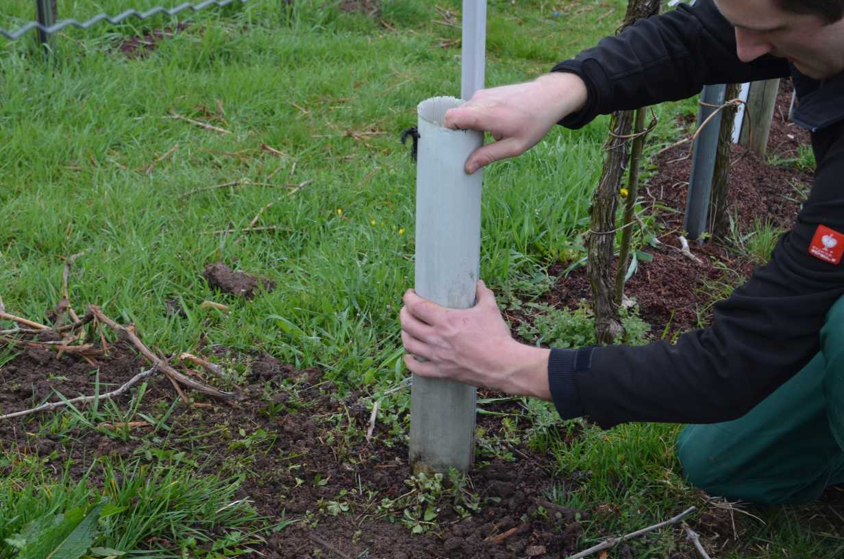 In Gebieten mit Wildverbiss ist unbedingt ein entsprechender Schutz anzubringen. Schutz vor Wild